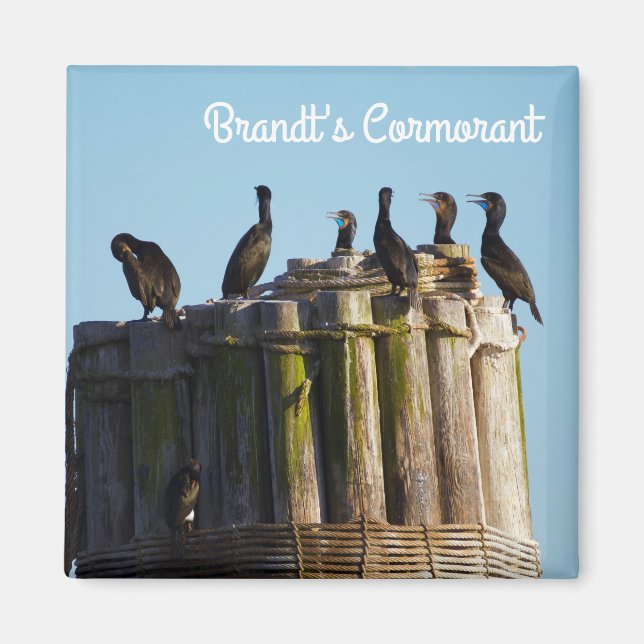 Aimant Le Cormorant de Brandt (Devant)