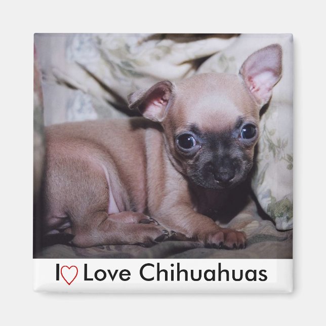 Aimant Le délice de Chihuahua Lover (Devant)