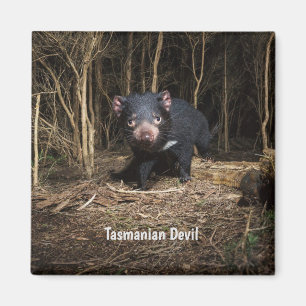 Aimant Le diable de Tasmanie en Australie