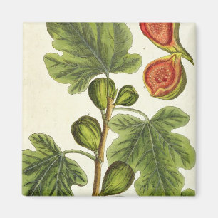 Aimant Le figuier, plaquent 125 "d'un de fines herbes