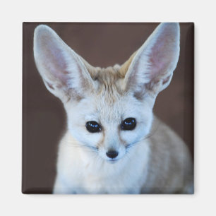 Aimant Le Fox de Fennec le plus mignon des mondes