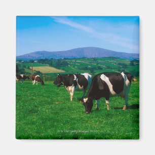 Aimant Le frison du Holstein effraye près de Borris,