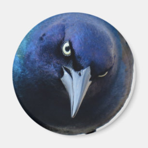 Aimant Le Grackle fâché