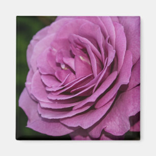 Aimant Le jardin magenta s'est levé