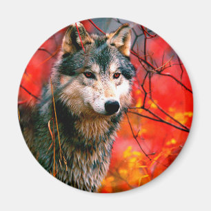 Aimant Le loup à la recherche de feuilles dans une forêt