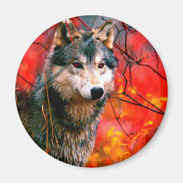 Aimant Le loup à la recherche de feuilles dans une forêt (Devant)