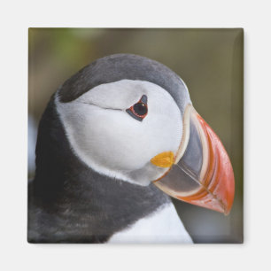 Aimant Le Macareux atlantique, un oiseau de mer pélagique