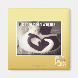 Aimant Le meilleur des deux mondes.