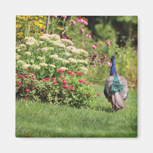 Aimant Le paon dans l'aimant Jardin