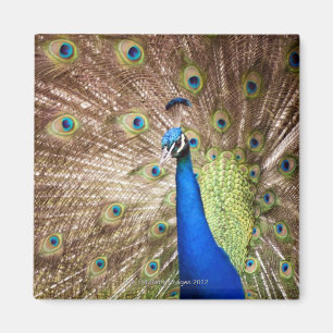 Aimant Le paon en plumage