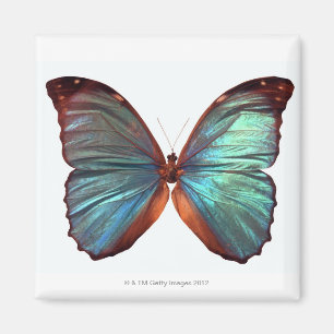 Aimant Le papillon avec des ailes a écarté 2