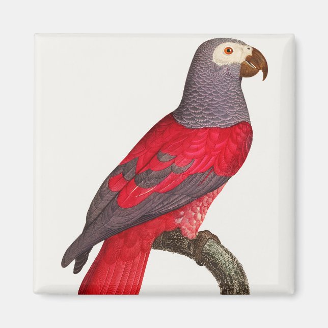 Aimant Le perroquet rouge gris, Psittacus erithacus (Devant)