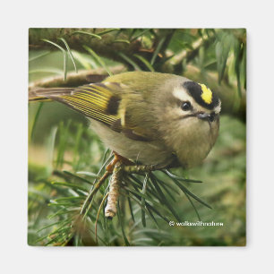 Aimant Le petit petit Kinglet mignon provoque un remue-mé