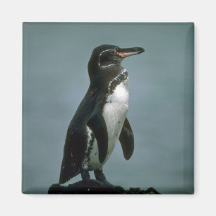 Aimant Le pingouin de Galapagos sur la roche de lave