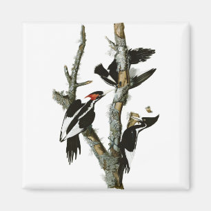 Aimant Le pivert Ivoire-affiché d'Audubon
