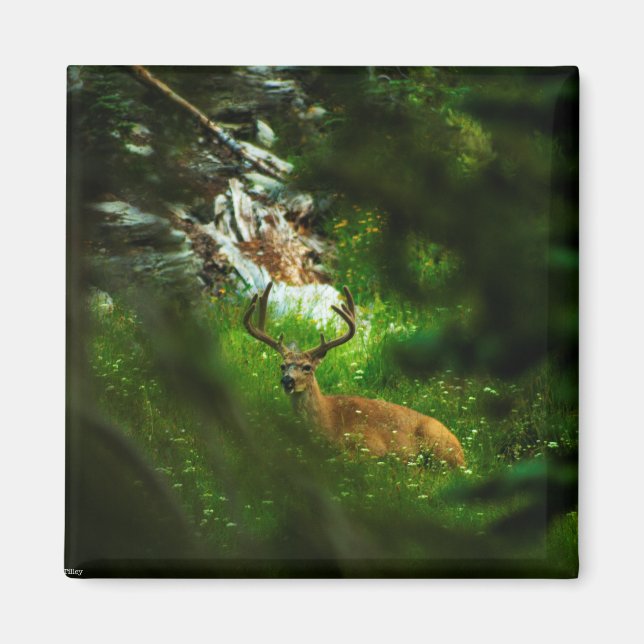 Aimant Le Prince Forêt (Devant)
