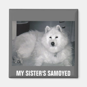 AIMANT LE SAMOYED DE MA SOEUR