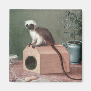 Aimant Le singe préféré de Karl Linnaeus