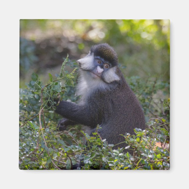 Aimant Le singe tacheté de Schmidt (Devant)
