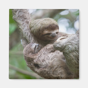 Aimant Le Sloth Baby avec sa mère pendue à un arbre