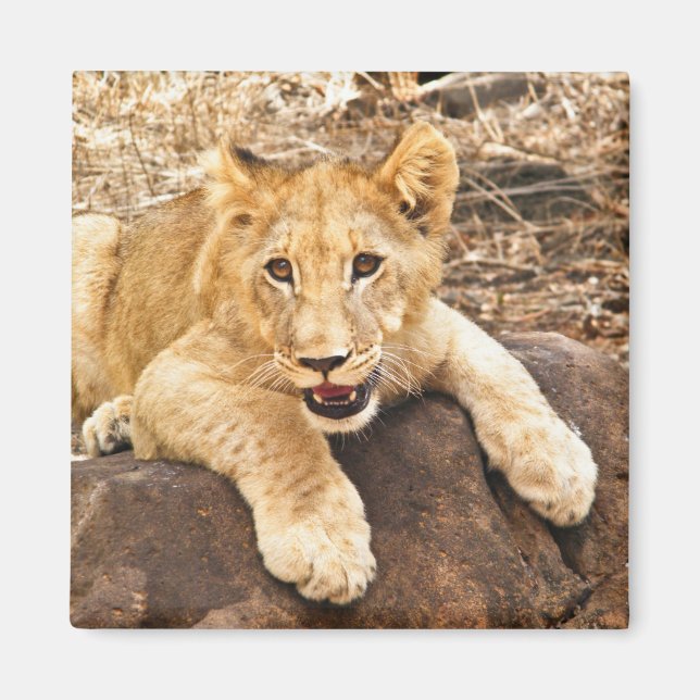 Aimant Le Tiger S'Épique Sur Un Rocher (Devant)