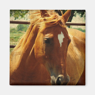 Aimant Le visage de Scotch