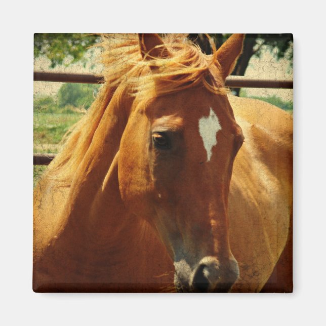 Aimant Le visage de Scotch (Devant)