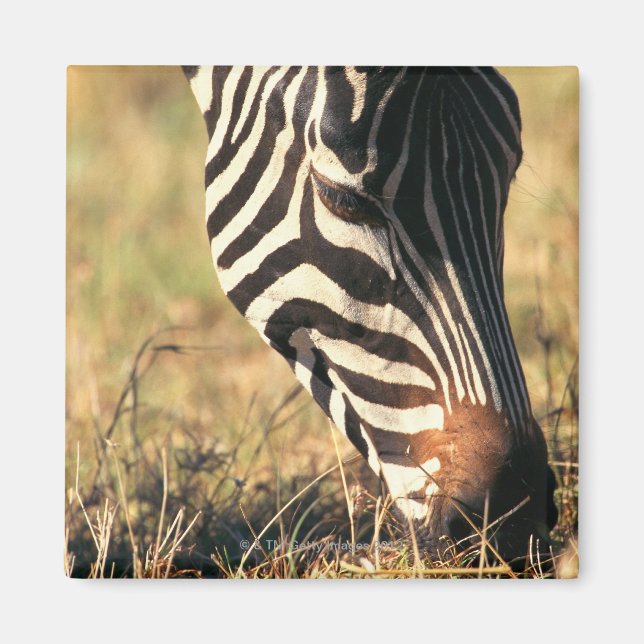 Aimant Le zèbre de Burchell (Devant)