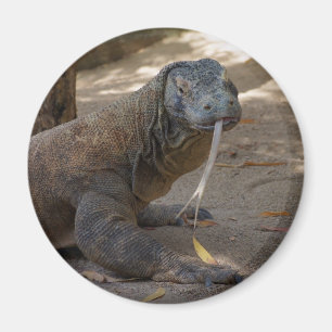 Aimant Lèchement de dragon de Komodo
