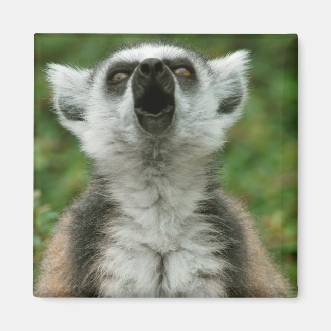 Aimant Lemur à anneau (Devant)