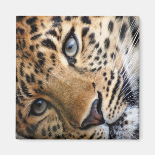 Aimant Leopard