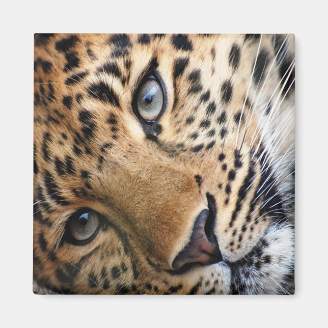 Aimant Leopard (Devant)