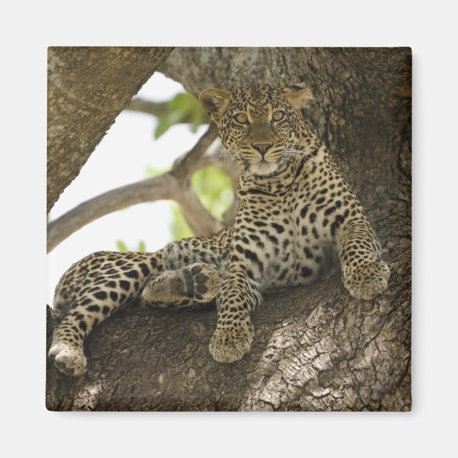Aimant Léopard d'Afrique, Panthera pardus (Devant)