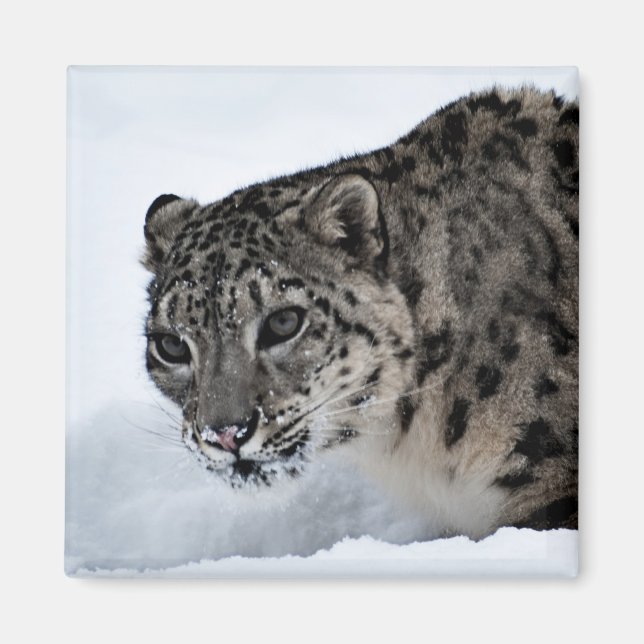 Aimant Léopard des neiges (Devant)