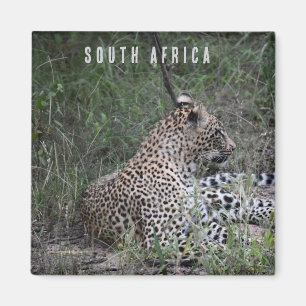 Aimant Leopard en Afrique du Sud