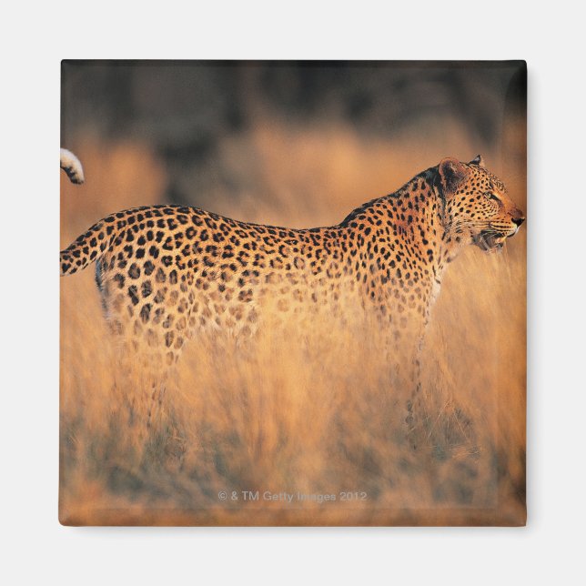 Aimant Leopard (Panthera pardus) (Devant)
