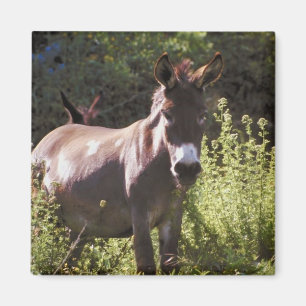 Aimant Les ânes au pâturage