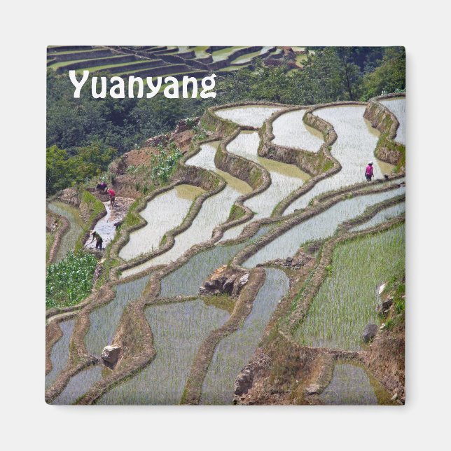 Aimant Les célèbres terrasses de riz yuanyang - Yunnan, C (Devant)