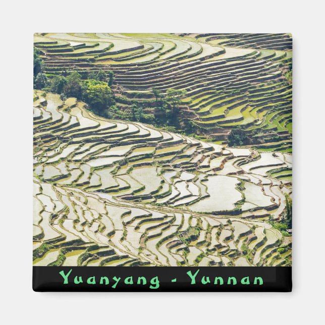 Aimant Les célèbres terrasses de riz yuanyang - Yunnan, C (Devant)