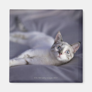 Aimant Les Etats-Unis, Iowa, portrait du jeune chaton 2