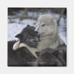 Aimant Les Etats-Unis, Montana, loups jouant dans la