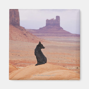 Aimant Les Etats-Unis, Utah, vallée de monument, chien s