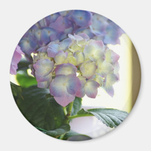 Aimant Les fleurs d'Hydrangea