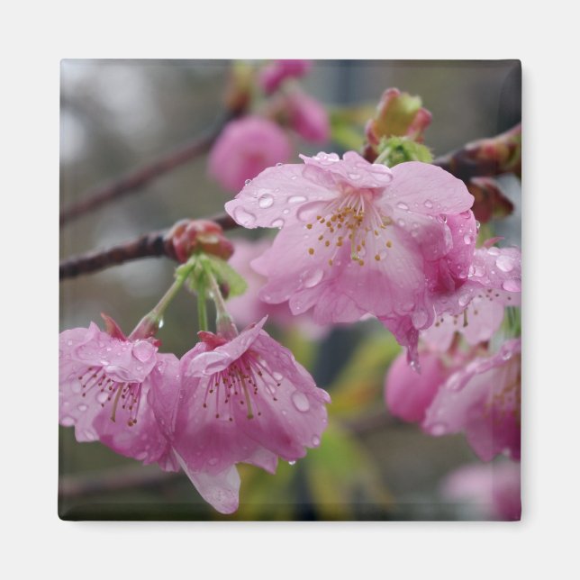 Aimant Les gouttes de pluie sur les fleurs de cerisiers r (Devant)