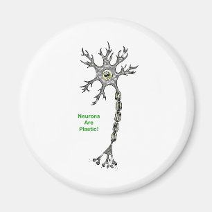 Aimant Les Neurons Sont Plastiques !