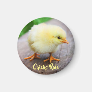 Aimant Les poussins Règle Bébé mignon Amant rond de poule