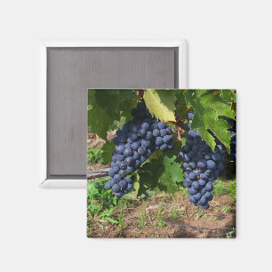 Aimant Les raisins sur l'aimant de vigne