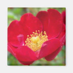 Aimant Les roses sont rouges