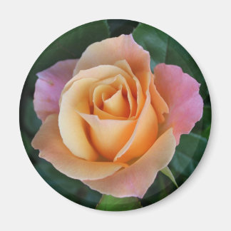 Aimant Les roses sont rouges à moins qu'ils ne soient Pêc