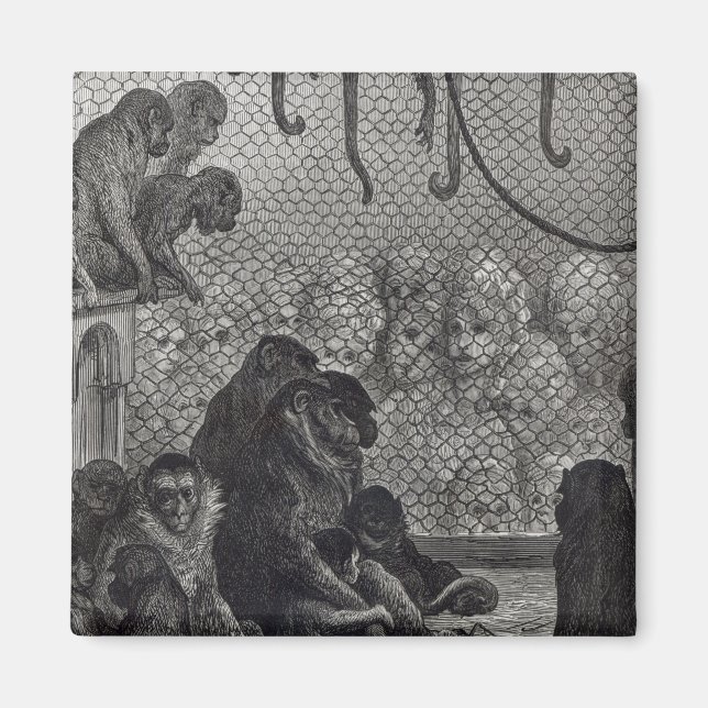 Aimant Les singes de Londres (Devant)